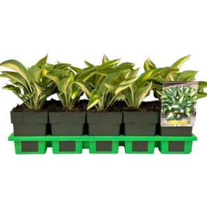 Hosta other Chain Lightning' P11
(10 Plants/Order)(11cmP 25cmH)