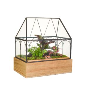 Indoor plants Wardians Terrarium - Wardian Case TWO small
(1 Plants/Order)(20cmP 25cmH)