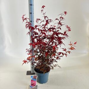 Acer palmatum Atropurpureum uit zaad
(1 Plants/Order)(23cmP 80cmH)