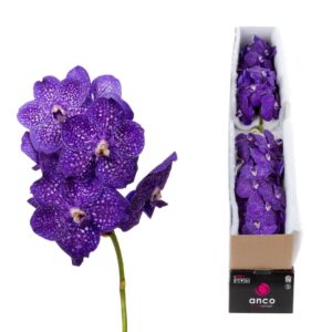 Vanda Nitaya Tweed Blue Vanda Tweed Blue X5
(5 Plants/Order)(cmP 25cmH)