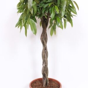 Ficus Amstel King
(1 Plants/Order)(40cmP 170cmH)