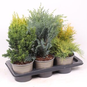 conifers mix
(1 Plants/Order)(17cmP 50cmH)