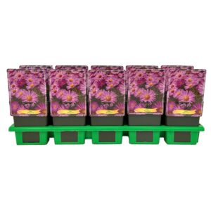 Aster Herbstgruß vom B Dumosus P11
(10 Plants/Order)(11cmP 25cmH)