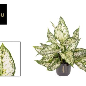 Aglaonema White Kiwi
(6 Plants/Order)(12cmP 35cmH)