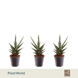 Sansevieria Torch
(20 Plants/Order)(5.5cmP 10cmH)