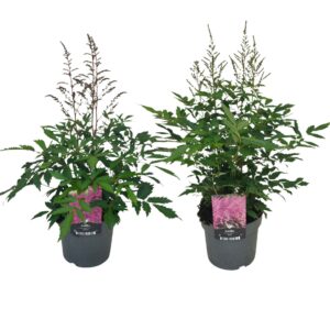 Astilbe P17 mix
(6 Plants/Order)(17cmP 50cmH)