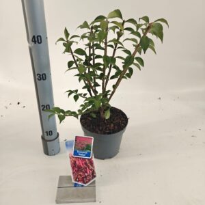 Euonymus alatus
(1 Plants/Order)(17cmP 40cmH)