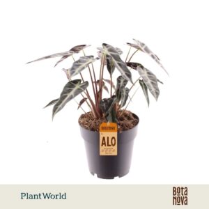 Alocasia Bambino Arrow 2 p.p.
(7 Plants/Order)(14cmP 30cmH)