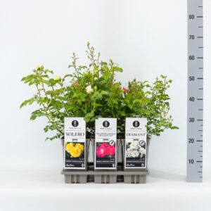 Rosa pink Classics bodembedekkend (P) mix, C3
(6 Plants/Order)(17cmP 20cmH)