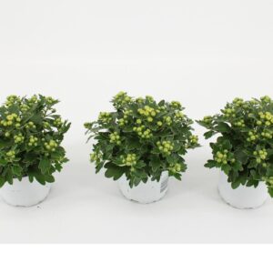 Ajania Pacific White white
(12 Plants/Order)(10.5cmP 15cmH)
