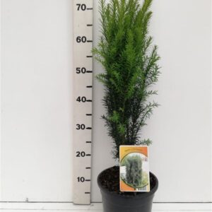 Taxus baccata Overeynderi
(1 Plants/Order)(19cmP 65cmH)