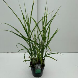 Miscanthus sinensis Strictus
(1 Plants/Order)(23cmP 70cmH)