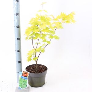 Acer shirasawanum Jordan
(1 Plants/Order)(19cmP 60cmH)