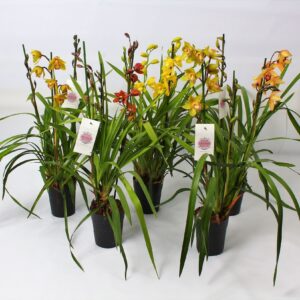 Cymbidium Colours mix 3-4 spike
(7 Plants/Order)(14cmP 75cmH)
