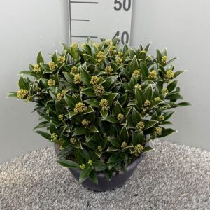 Skimmia japonica Godries Dwarf Marlot Schaal
(1 Plants/Order)(25cmP 45cmH)
