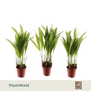 Chrysalidocarpus Tiny Pammy (Areca)
(20 Plants/Order)(5.5cmP 25cmH)