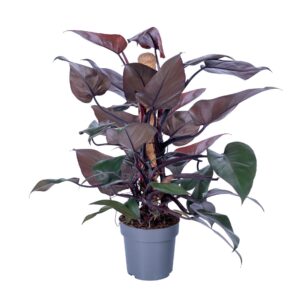 Philodendron New Red Mosstok 60cm Pot 17cm
(6 Plants/Order)(17cmP 65cmH)