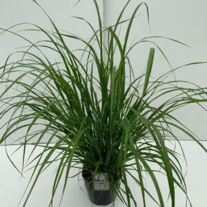 Pennisetum Red Head'
(1 Plants/Order)(23cmP 70cmH)