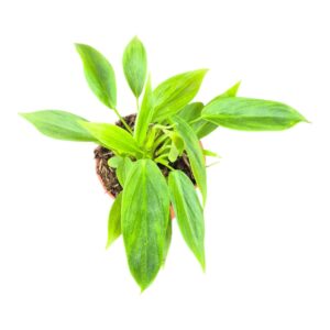 Philodendron Philodendron Esmeraldense
(5 Plants/Order)(7cmP 15cmH)