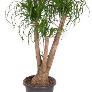 Nolina recurvata Beaucarnea busch P41 3ft
(1 Plants/Order)(41cmP 130cmH)