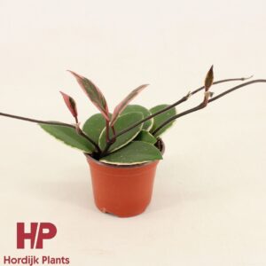 Hoya carnosa Floraganza Flamingo Dr Hoya carnosa Flamingo Dream P9
(12 Plants/Order)(9cmP 16cmH)