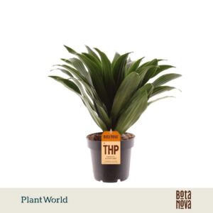 Dracaena Compacta Fragrans
(10 Plants/Order)(12cmP 35cmH)