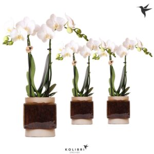 Phalaenopsis Multiflora white 2 spike in Classy Cube Pot
(6 Plants/Order)(9cmP 40cmH)