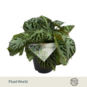 Begonia Silver Jewell 15cm
(3 Plants/Order)(15cmP 30cmH)