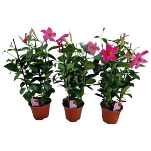 Mandevilla Rio Light Pink Mandevilla Rio, pink 3 stek per Pot met stok
(6 Plants/Order)(12cmP 25cmH)