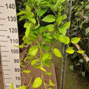 Epipremnum Golden Pothos hangplant XL
(2 Plants/Order)(23cmP 90cmH)