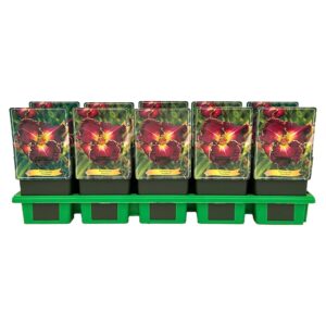 Hemerocallis Excellent' P11
(10 Plants/Order)(11cmP 25cmH)