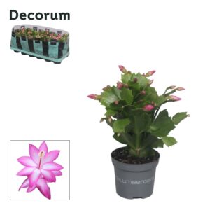 Schlumbergera Dark Eva 9 cm Purple (Jolly Dancer)
(18 Plants/Order)(9cmP 18cmH)