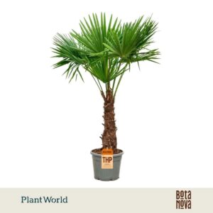 Trachycarpus fortunei (Eagle Palm) P45 230-240cm
(1 Plants/Order)(45cmP 230cmH)