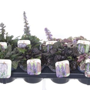 Ajuga reptans mix tray
(8 Plants/Order)(13cmP 20cmH)