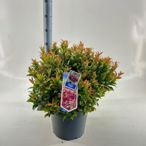 Leucothoe axillaris Zeblid
(1 Plants/Order)(32cmP 60cmH)
