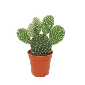 Opuntia microdasys 'Albispina' 5,5 cm
(20 Plants/Order)(5.5cmP 10cmH)