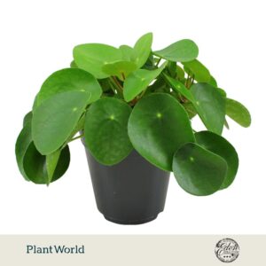 Pilea peperomoides Peperomioides 15cm
(3 Plants/Order)(15cmP 30cmH)