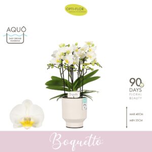 Phalaenopsis Multiflora Boquetto Innocent 3-5 spike in Emilia White Aquo
(6 Plants/Order)(12cmP 35cmH)