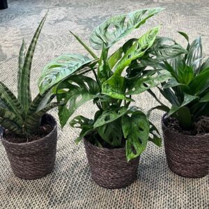 Indoor plants gem. green 3 Types Mand Trendy
(6 Plants/Order)(12cmP 40cmH)