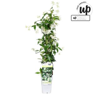 Trachelospermum jasminoides Star of Venice P15
(10 Plants/Order)(15cmP 65cmH)