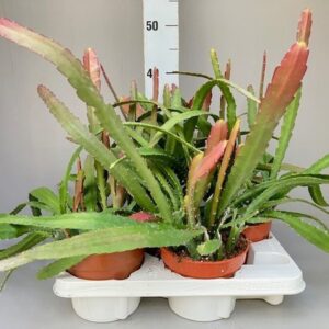 Epiphyllum Epiphyllum Red Tip
(4 Plants/Order)(15cmP 50cmH)