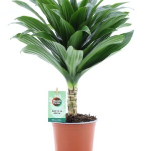 Dracaena Janet Craig fr. Compacta op stam 12cm
(6 Plants/Order)(12cmP 40cmH)