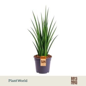 Sansevieria Friends kirkii
(5 Plants/Order)(19cmP 55cmH)