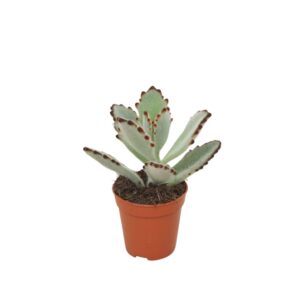 Kalanchoe tomentosa 5,5 cm
(20 Plants/Order)(5.5cmP 8cmH)