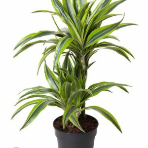 Dracaena Lemon Lime 46325
(1 Plants/Order)(19cmP 60cmH)