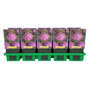 Geranium sanguineum Aviemore' P11
(10 Plants/Order)(11cmP 25cmH)