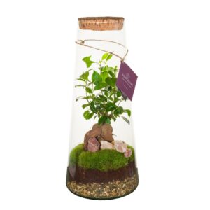 Indoor plants Wardians Terrarium - Triton LARGE
(1 Plants/Order)(19cmP 40cmH)
