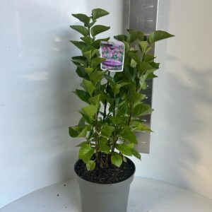 Syringa Michel Buchner vulg.
(1 Plants/Order)(23cmP 40cmH)