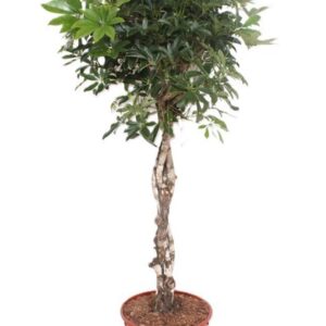 Schefflera Compacta arboricola
(1 Plants/Order)(34cmP 150cmH)