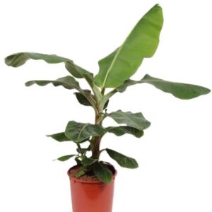 Musa Dwarf Cavendish
(1 Plants/Order)(34cmP 160cmH)